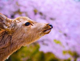 Корея - Япония на сезон цветения сакуры 